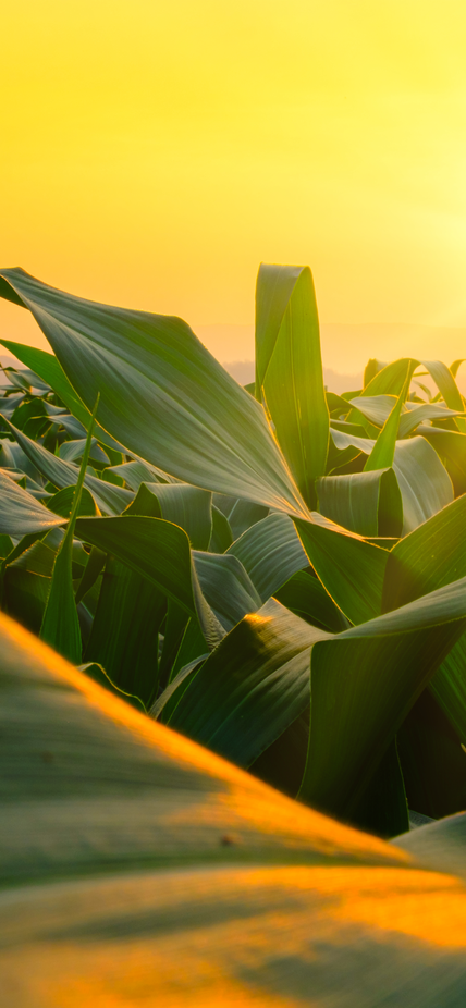 Sunset over a field of corn
