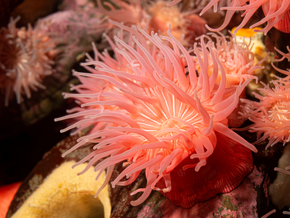 Pink anemone waves in the ocean current