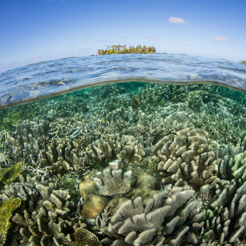 Fisheye camera shot of coral in shallow water and a small island of vegetation above the water line
