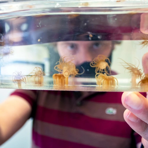 A man holds a series of Aiptasia anemones housed within a water-filled test tube