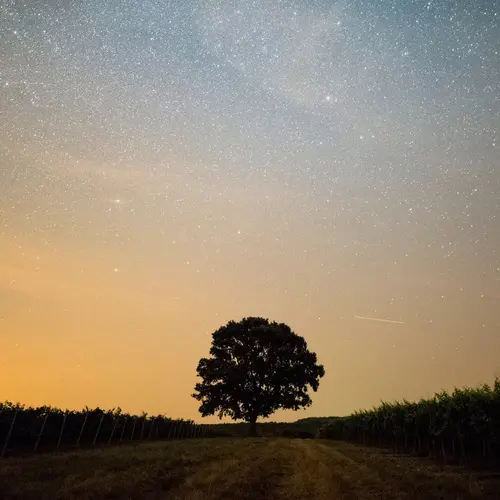 An oak tree in a field under the stars. 